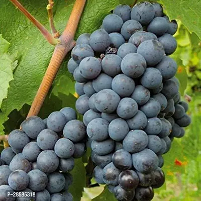 Platone Grapes Plant Grape Vine Plant Black Hamburgh Plant in Polybag (1 Healthy Live Plant) C-thumb0