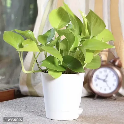 Platone Money Plant Money plant