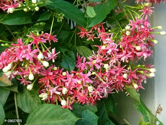 Platone Madhu Kamini Plant Madhumaloti Plant