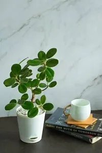 Platone Ficus Compacta Plant Ficus Compacta Plant With Self Watering Pot-thumb2