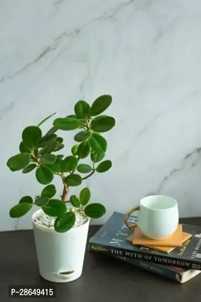 Platone Ficus Compacta Plant Ficus Compacta Plant With Self Watering Pot-thumb3