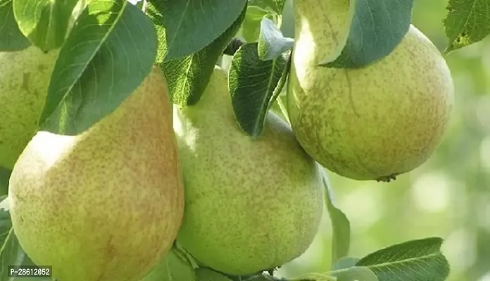 Platone Pear Plant Nashpati fruit plant