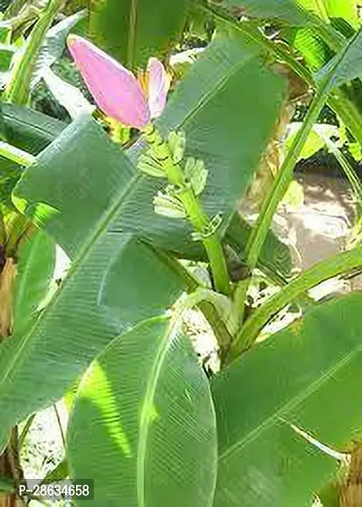 Platone Banana Plant Musa Ornata Banana Plant-thumb2