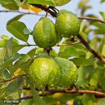 Platone Guava Plant White Guava-thumb3