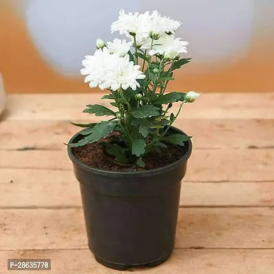 Platone Chrysanthemums Guldavari Plant Shevanti, Chrysanthemum (White) - Plant-thumb0