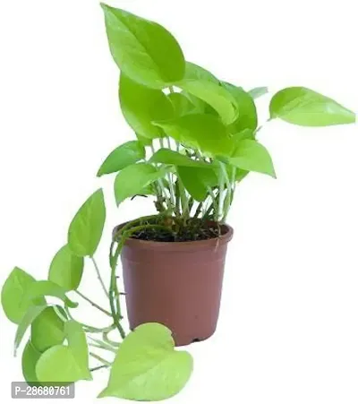 Platone Money Plant money plant _6-thumb0