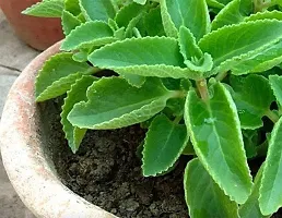 Platone Ajwain Plant das Garden,Ajwain(Pack of 1),1Living Plant-thumb1