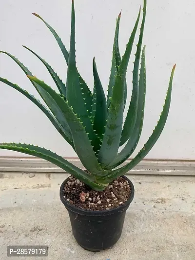 Platone Aloe Vera Plant Aloe vera plant-thumb0