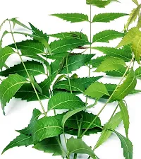 Platone Neem Plant neem plant-thumb1