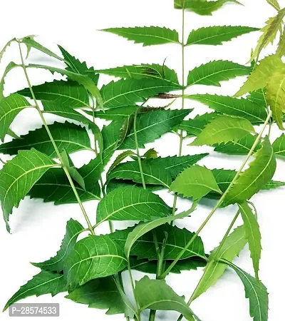 Platone Neem Plant neem plant-thumb2