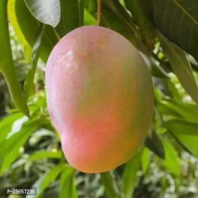 Platone Mango Plant SL_Mango25-thumb0