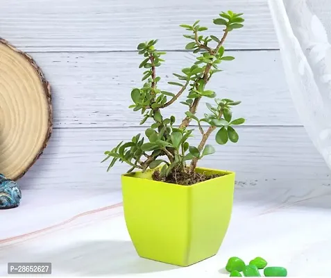 Platone Jade Plant Jade Plant With Green Plastic Pot