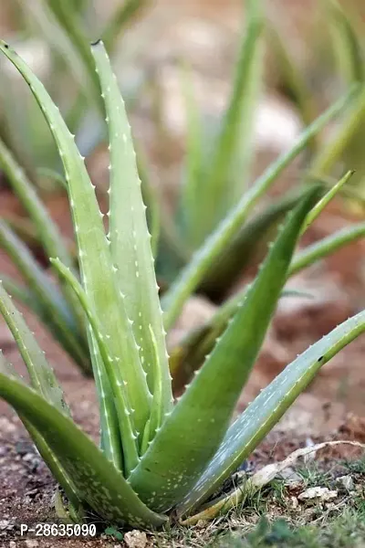 Platone Aloe Vera Plant AAEA11-thumb0