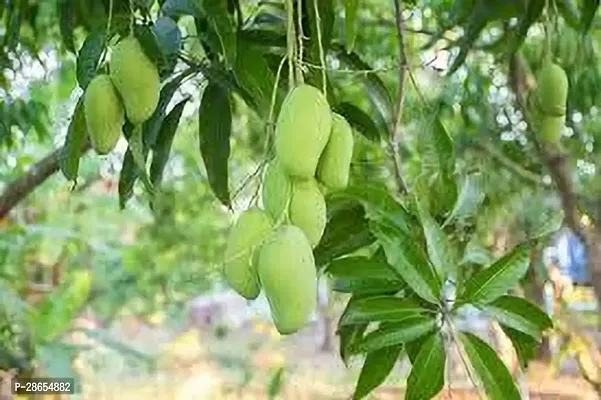 Platone Mango Plant Mangoo plant vfg-thumb0