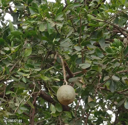 Platone Custard Apple Plant PLANT-WOODAPPLE3-thumb2