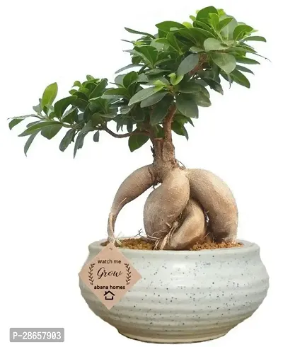 Platone Ficus Bonsai Plant CFGV69-thumb0