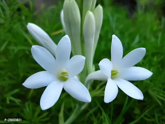 Platone Jasmine Plant CHJAS94-thumb0