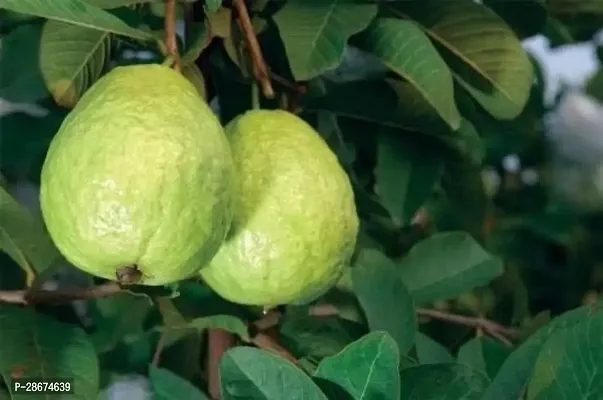 Platone Guava Plant White Guava-thumb0