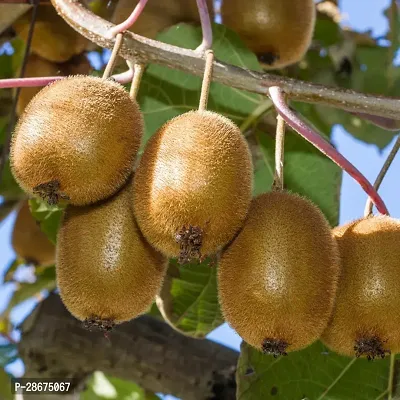 Platone Kiwi Plant Kiwi fruit Plants-thumb0