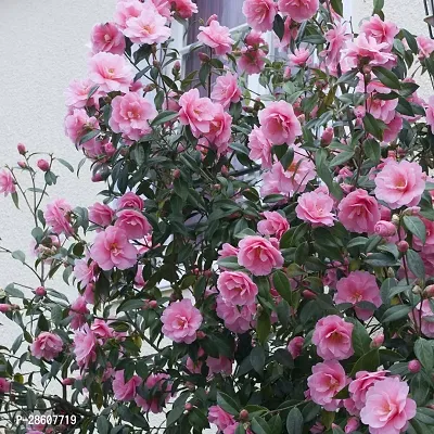 Platone Rose Plant Pink Camellia Healthy Flower Plant for Home Gardening Pink Color CF05890-thumb0