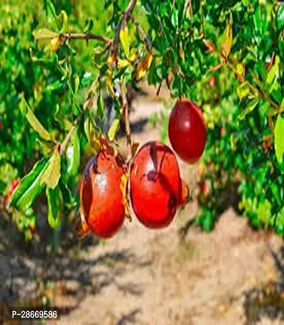 Platone Pomegranate Plant 5679 Pomegranate Premium PlantAnnar Sap_634-thumb0