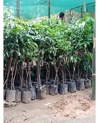 Platone Litchi Plant Litchi EarlyMojaffar Pur Variety Lychee Fruit (Air layeredGrafted) Live PlantsTree(1-1.5 Ft Size)-thumb2