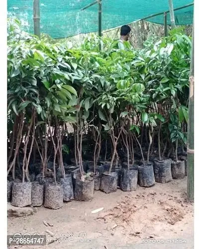 Platone Litchi Plant Litchi EarlyMojaffar Pur Variety Lychee Fruit (Air layeredGrafted) Live PlantsTree(1-1.5 Ft Size)-thumb3