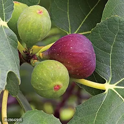 Platone GularCluster Fig Plant Turkish Fig Live Plant Produced by Air Layered Method CF923-thumb0