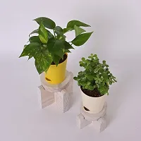 Platone Money Plant RTPLANT-1268-thumb2