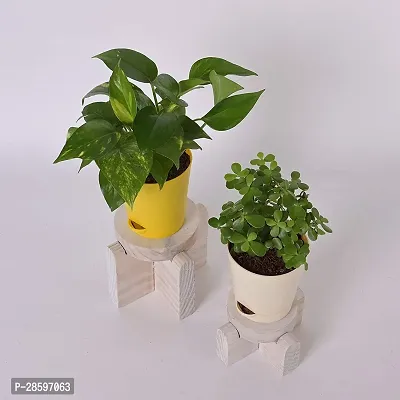 Platone Money Plant RTPLANT-1268-thumb3