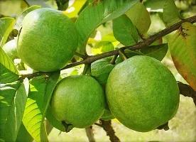 Platone Guava Plant Arka Mridula Guava Plant-thumb1