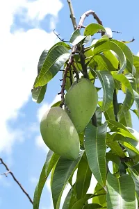 Platone Mango Plant CarabaoPhilippineManila mango Grafted Live Plant-thumb2