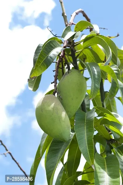 Platone Mango Plant CarabaoPhilippineManila mango Grafted Live Plant-thumb3