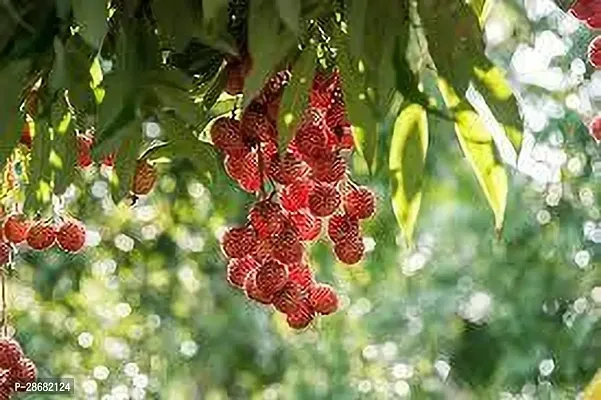 Platone Litchi Plant LITCHI PLANT P