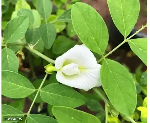 Platone Aparajita Butterfly Pea Plant white Aparajita flower