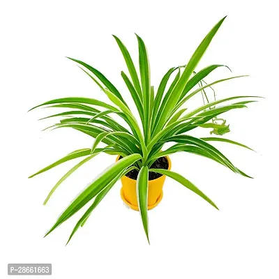 Platone Spider Plant Spider Plant, Chlorophytum Comosum Green-thumb2