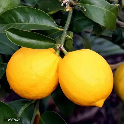 Platone Lemon Plant two youloLemon Plant