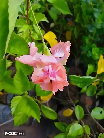 Platone Hibiscus Plant Hibiscus Double Orange flower Live Plant