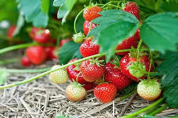 Platone Strawberry Plant STRAWBERRY PLANT SSS-thumb2