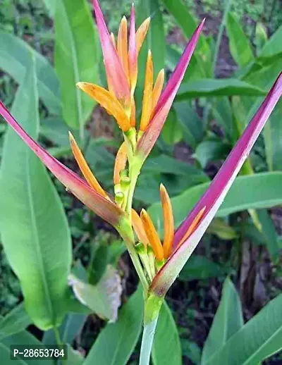 Platone Bird of Paradise Plant Bird of Paradise Plant-thumb0