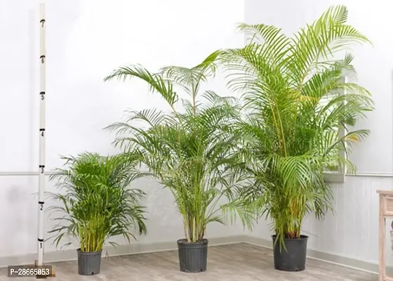 Platone China Palm Plant China Palm Areca Palm- Indoor Decorative, natural Air Purifier Low-Maintenance Houseplant.CF12