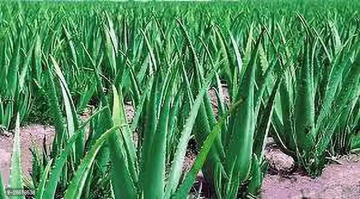 Platone Aloe Vera Plant ryh65-thumb0