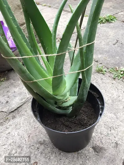 Platone Aloe Vera Plant Aloe Vera P-thumb2