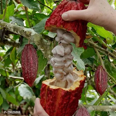 Platone Coconut Plant PLANT-COCOA6-thumb3