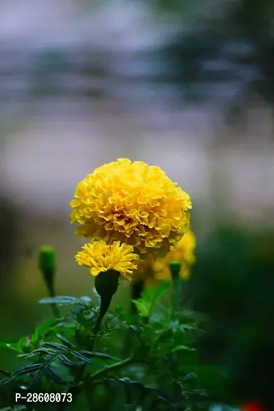 Platone Marigold Plant Marigold Plant