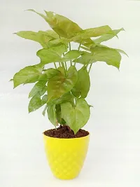 Platone Syngonium Plant VishNature Pink Syngonium Plant in Yellow Kohinoor Plastic PotFernsIndoor PlantOutdoor PlantAnniversaryOccasion-thumb1