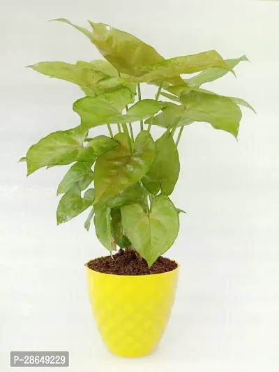 Platone Syngonium Plant VishNature Pink Syngonium Plant in Yellow Kohinoor Plastic PotFernsIndoor PlantOutdoor PlantAnniversaryOccasion-thumb2