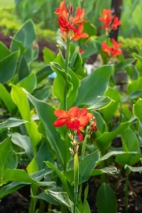 Platone Bird of Paradise Plant Red Bird of Paradise-thumb1