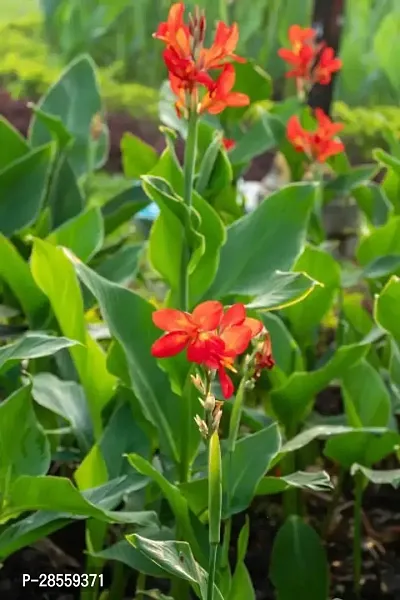 Platone Bird of Paradise Plant Red Bird of Paradise-thumb2