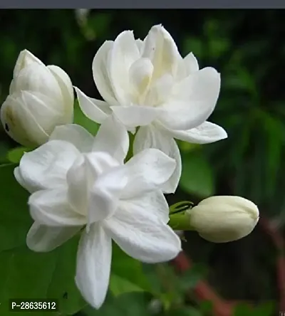 Platone Jasmine Plant Jasmine Flower Plant (01)-thumb0